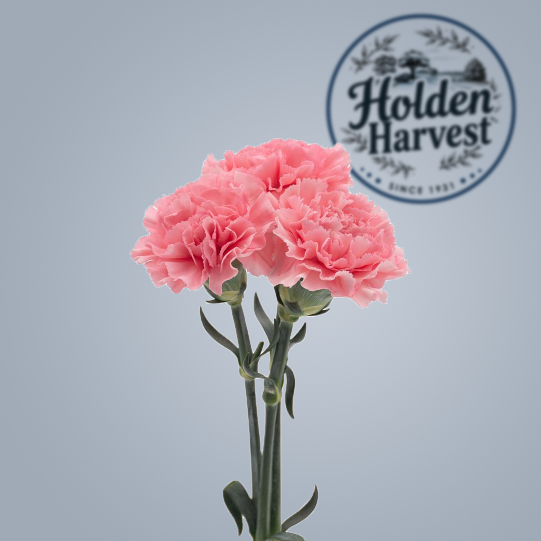 carnations-pink